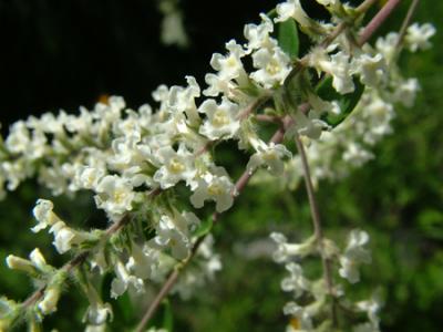 Aloysia gratissima (palo amarillo)